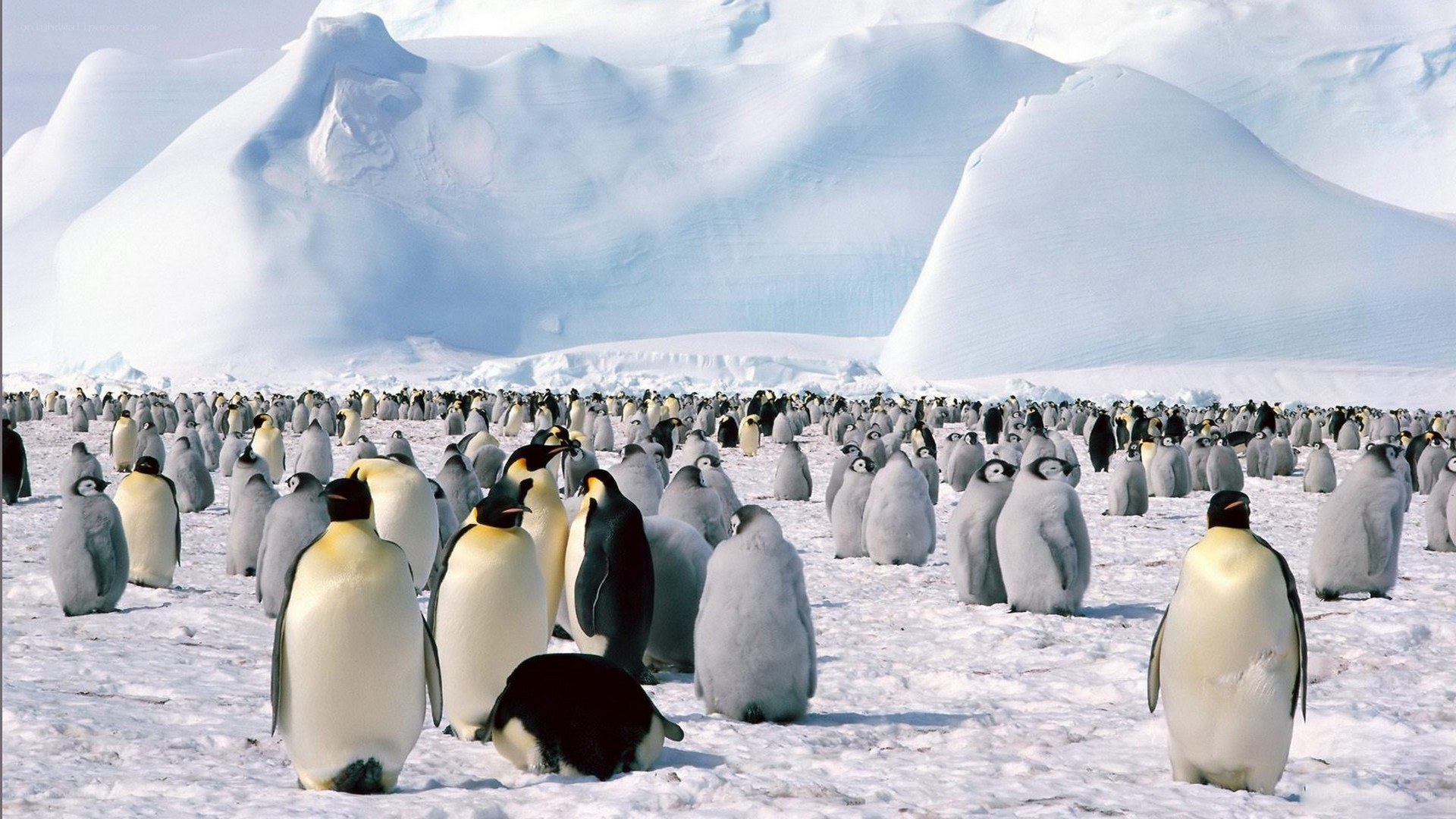 Penguins on snowy landscape