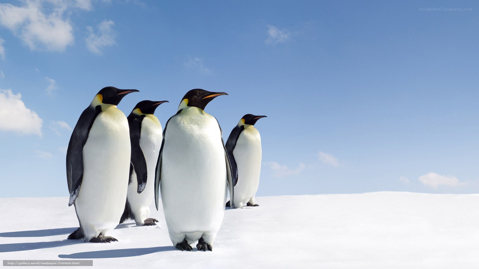 Penguins on snowy landscape