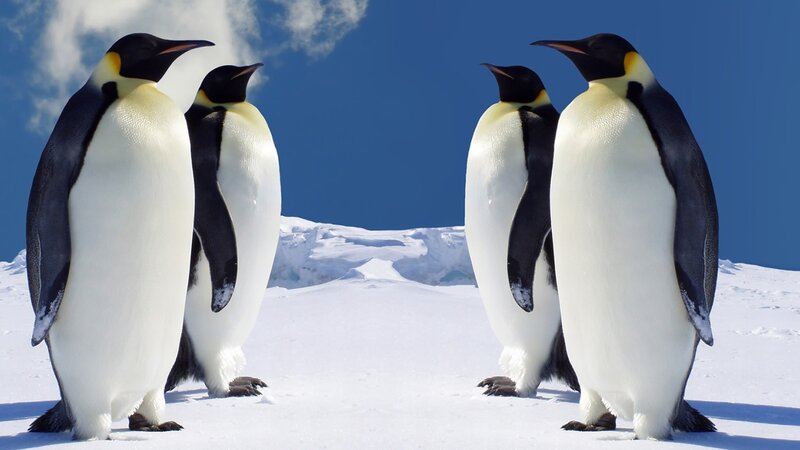 Penguins on snowy landscape
