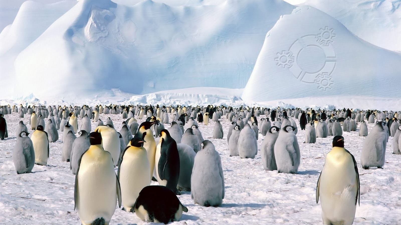 Penguins on snowy landscape
