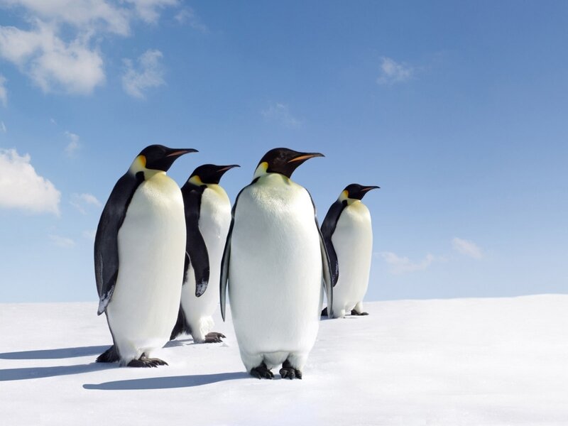 penguins on snowy landscape