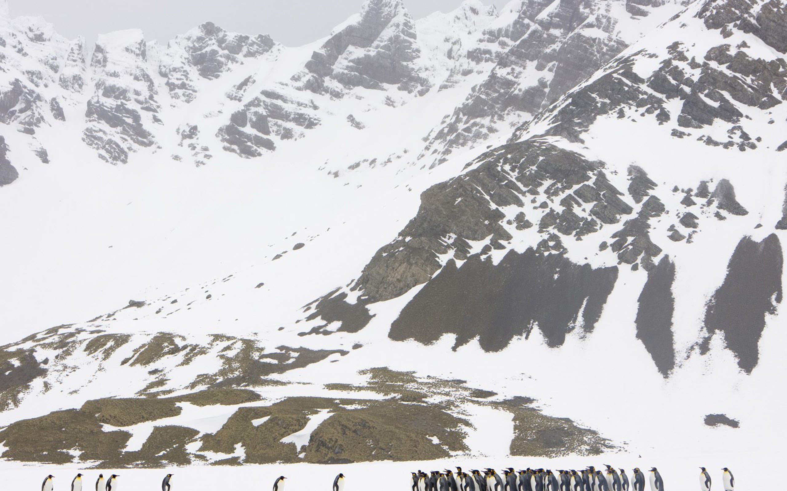 Penguins on snowy mountains