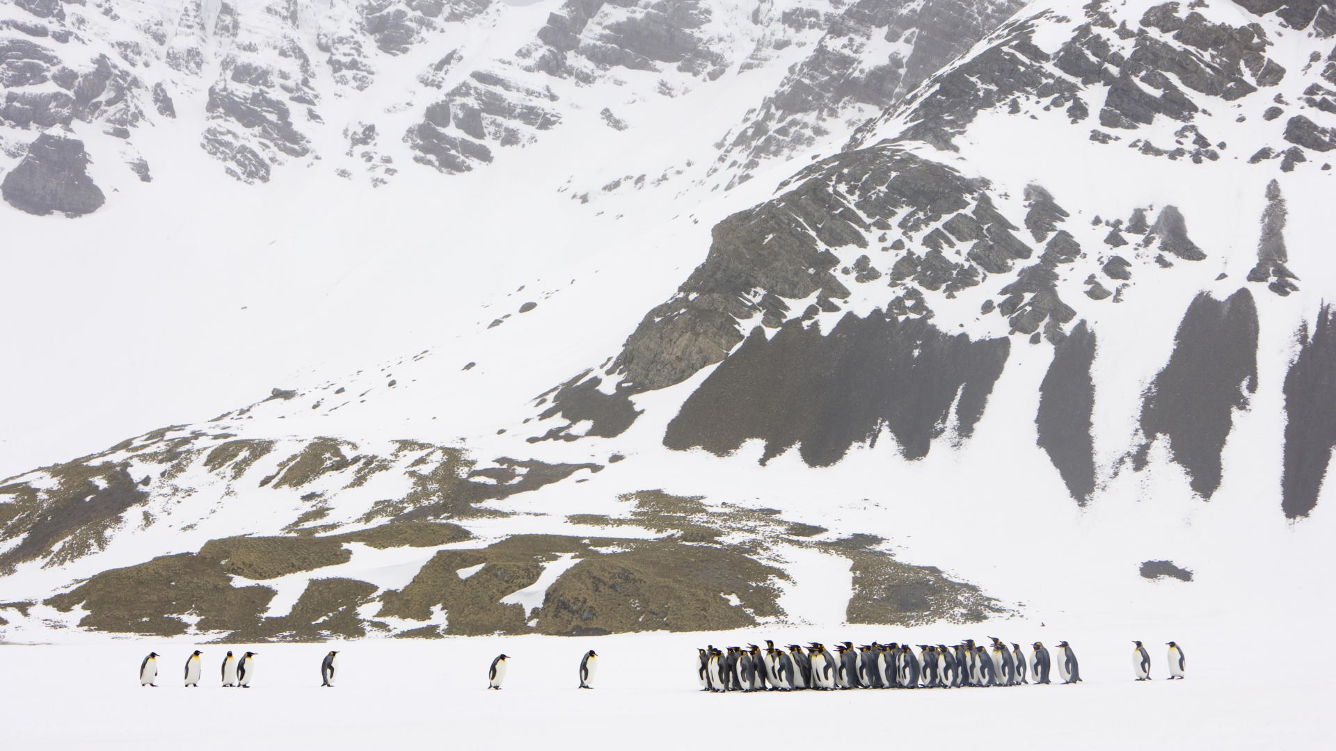 Penguins on snowy slope