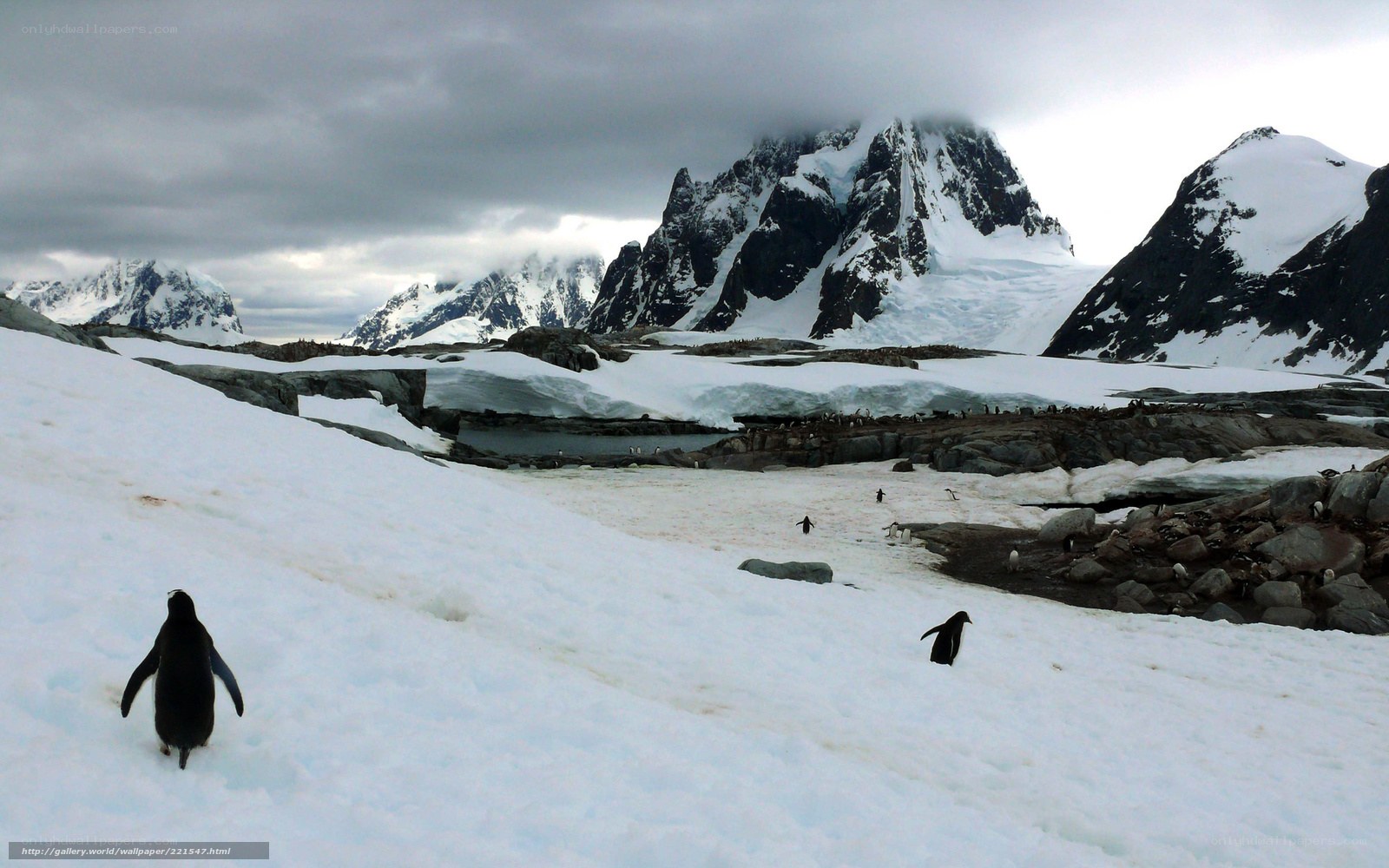 Penguins on snowy slope