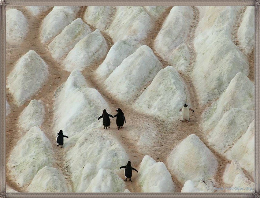 Penguins on snowy terrain