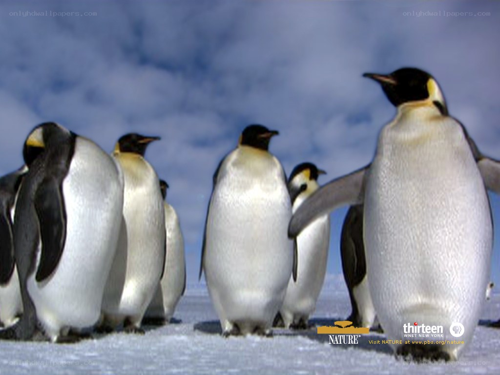 Penguins on the ice