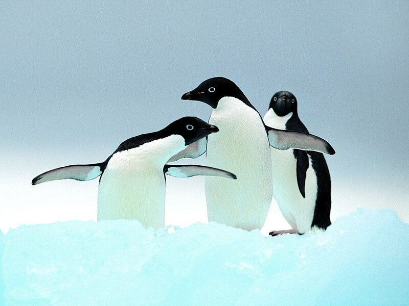 Penguins on the ice