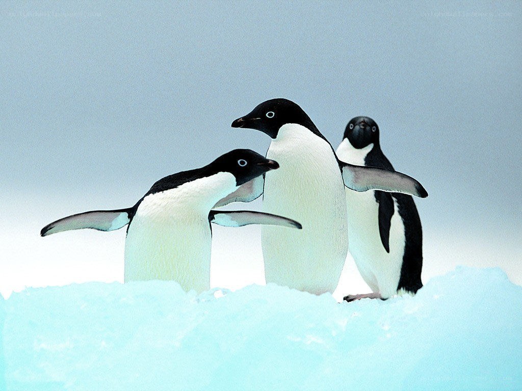 Penguins on the ice