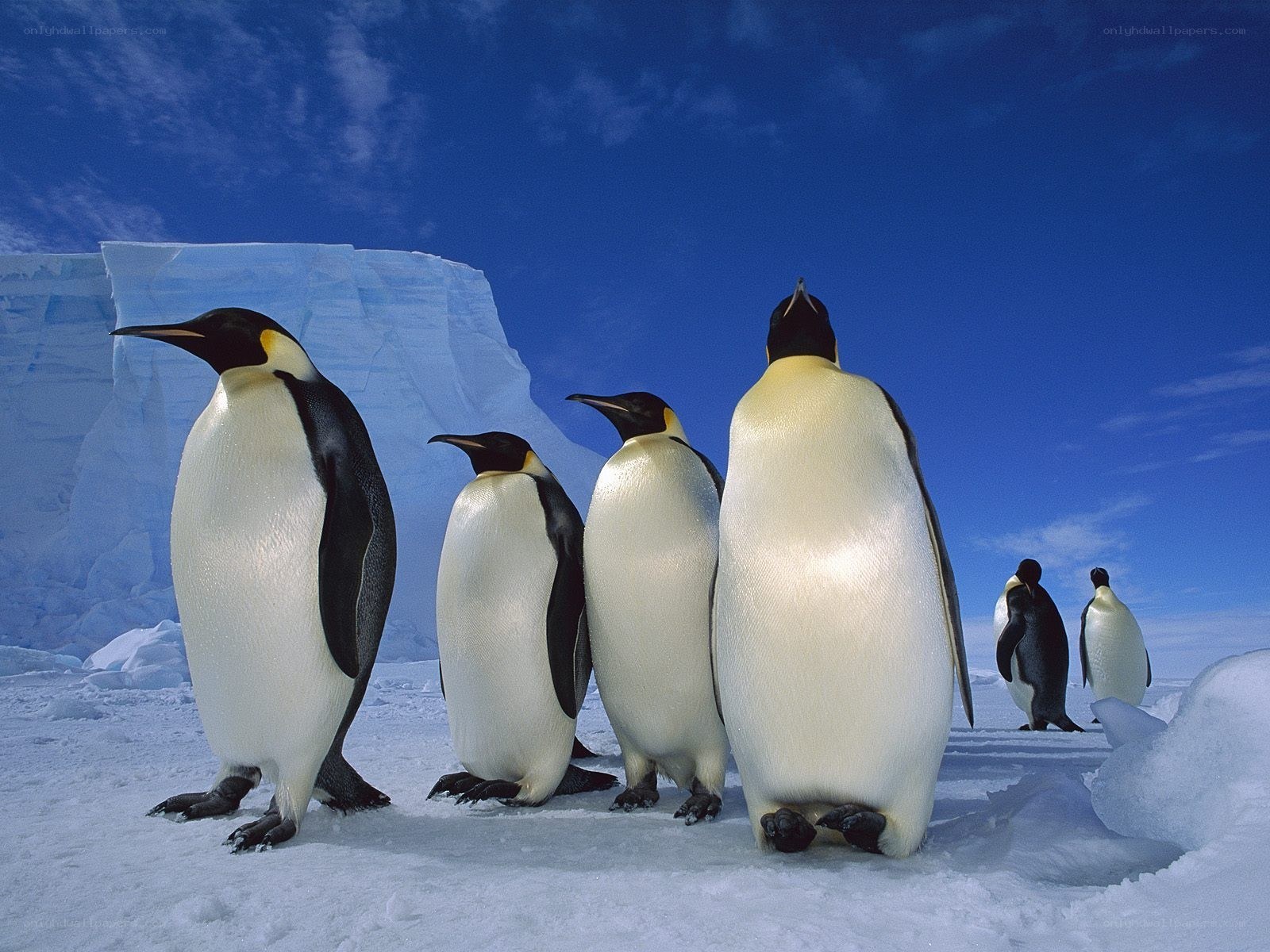 Penguins on the ice