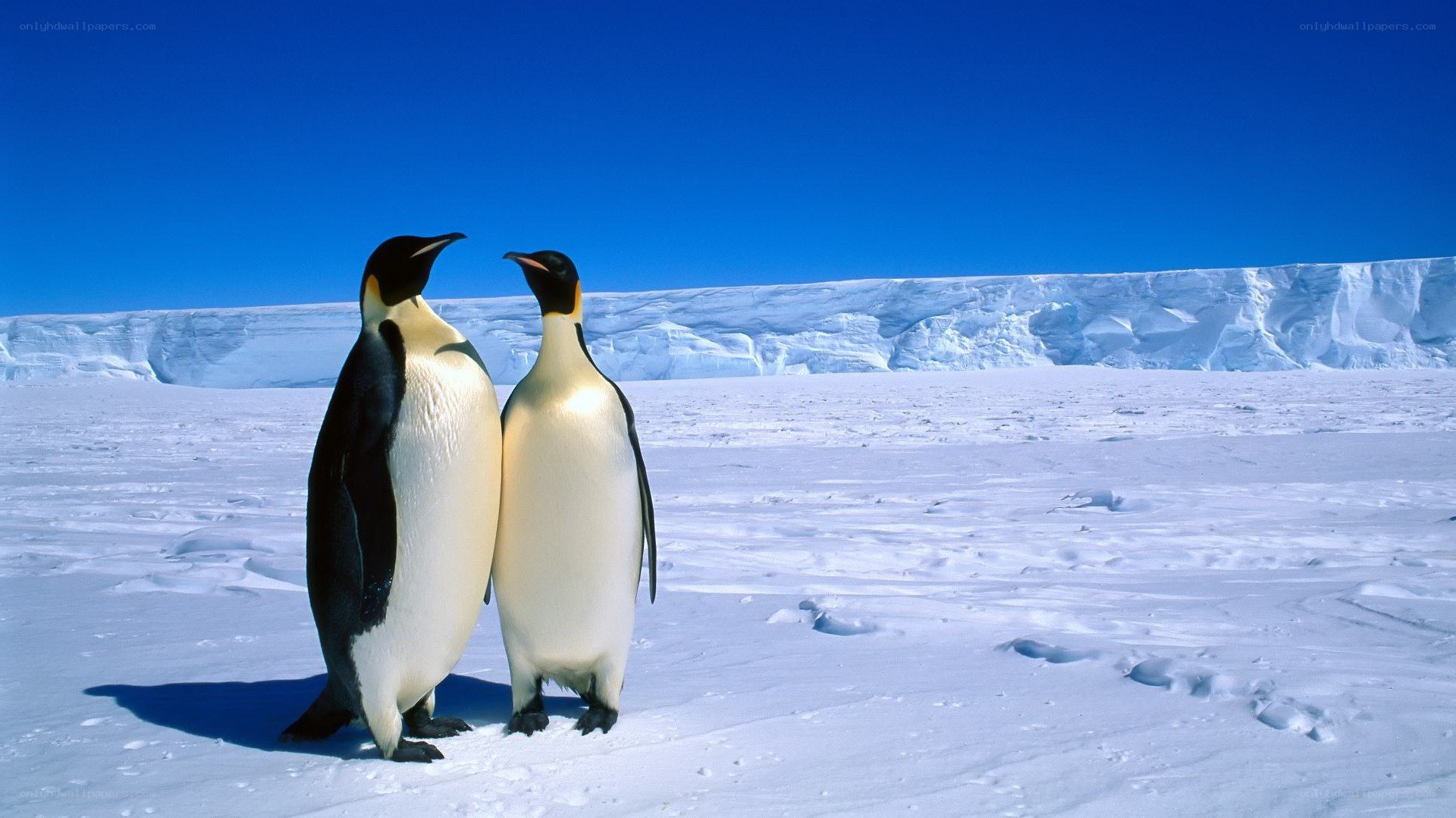 Penguins on the ice