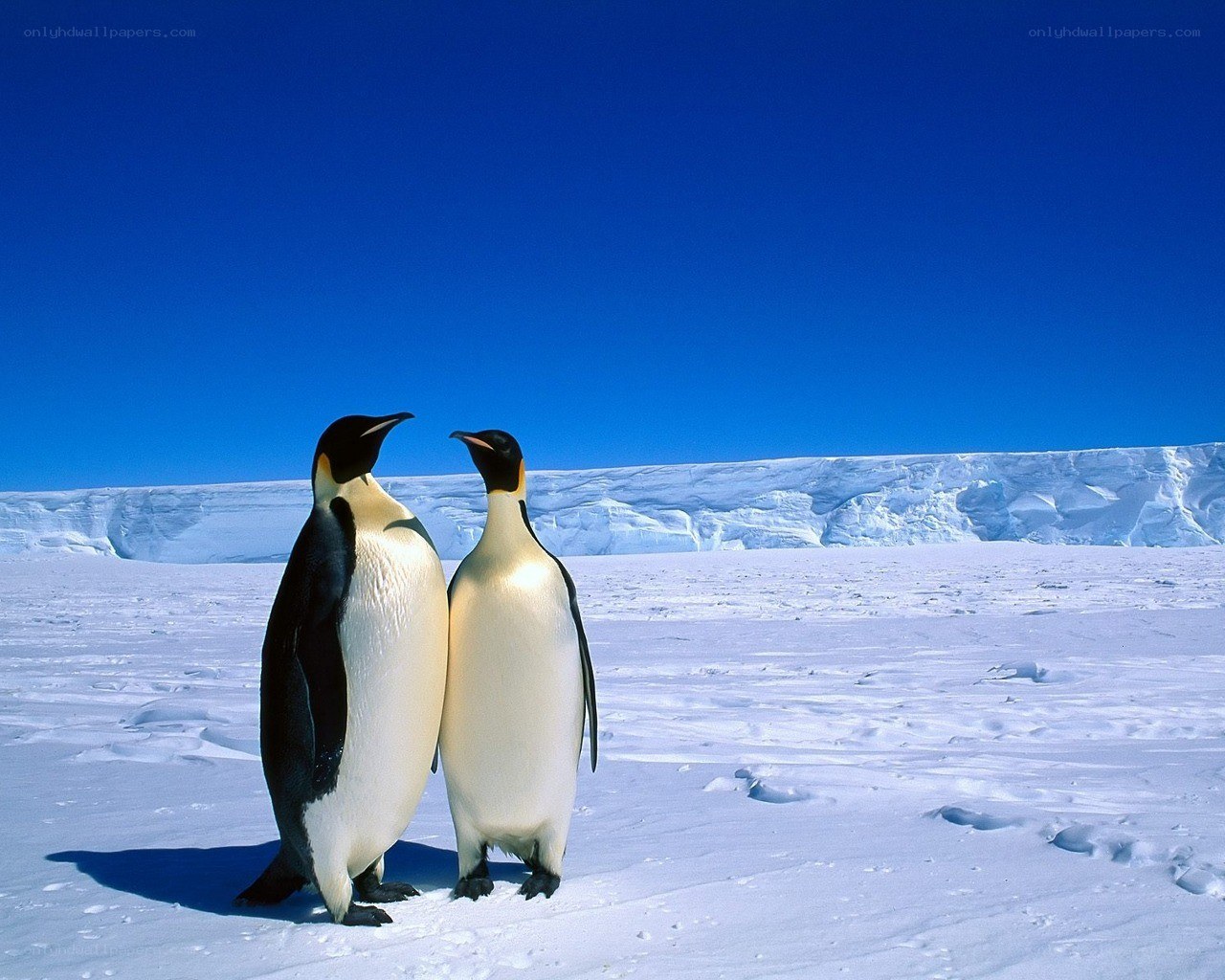 Penguins on the ice