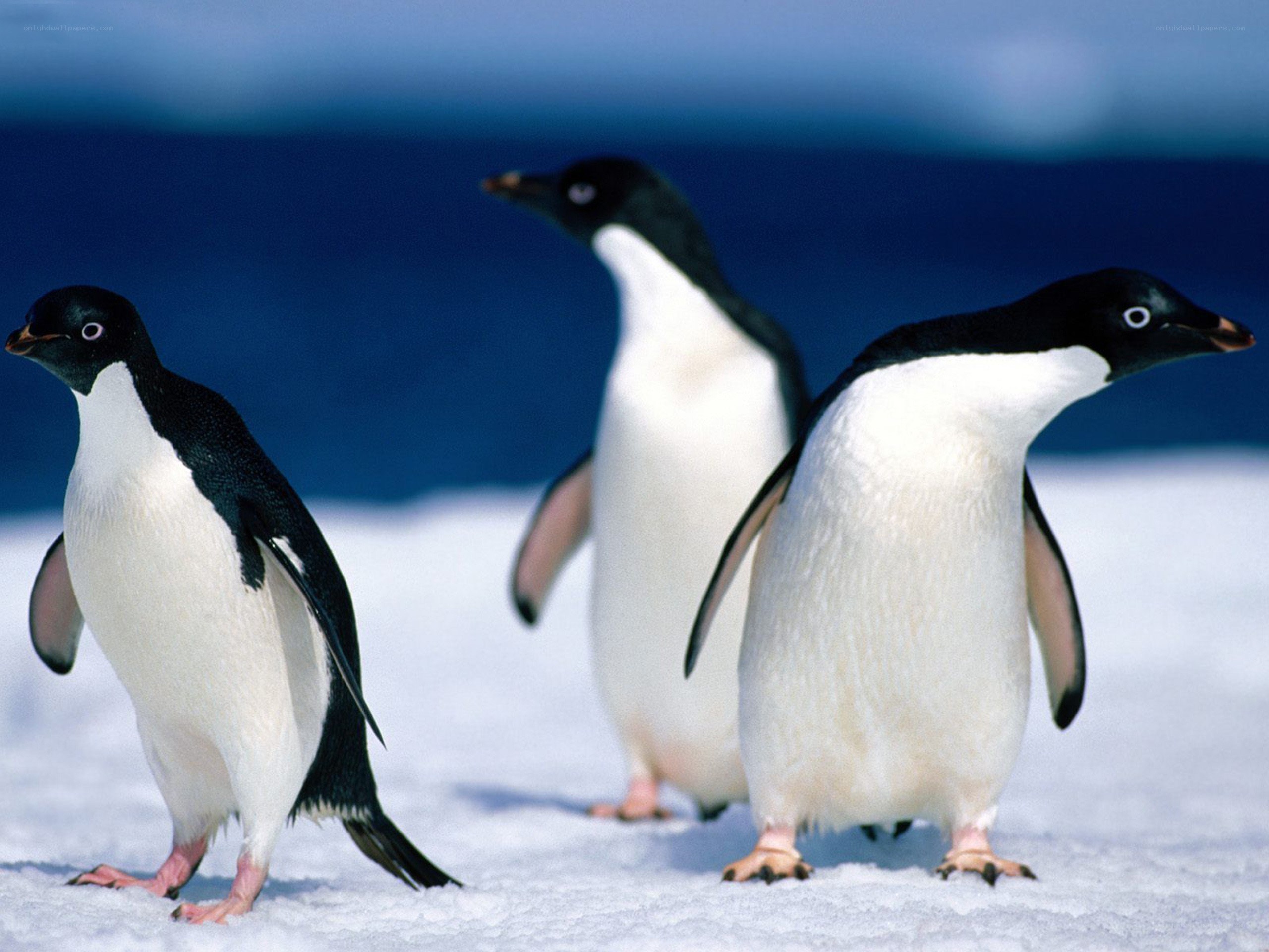 Penguins on the ice