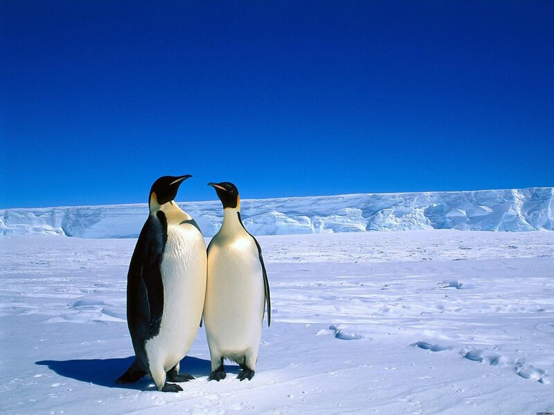Penguins on the ice