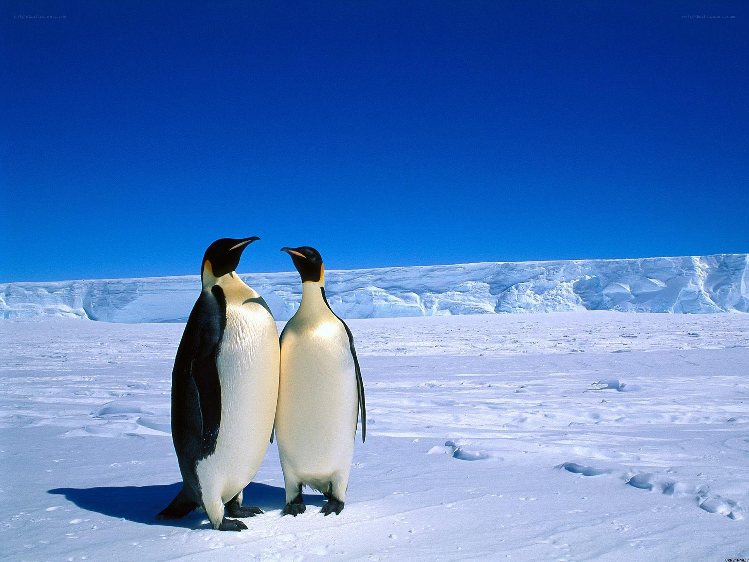 Penguins on the ice