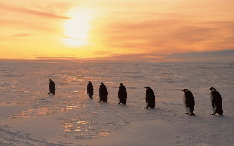 Penguins on the ice at sunset