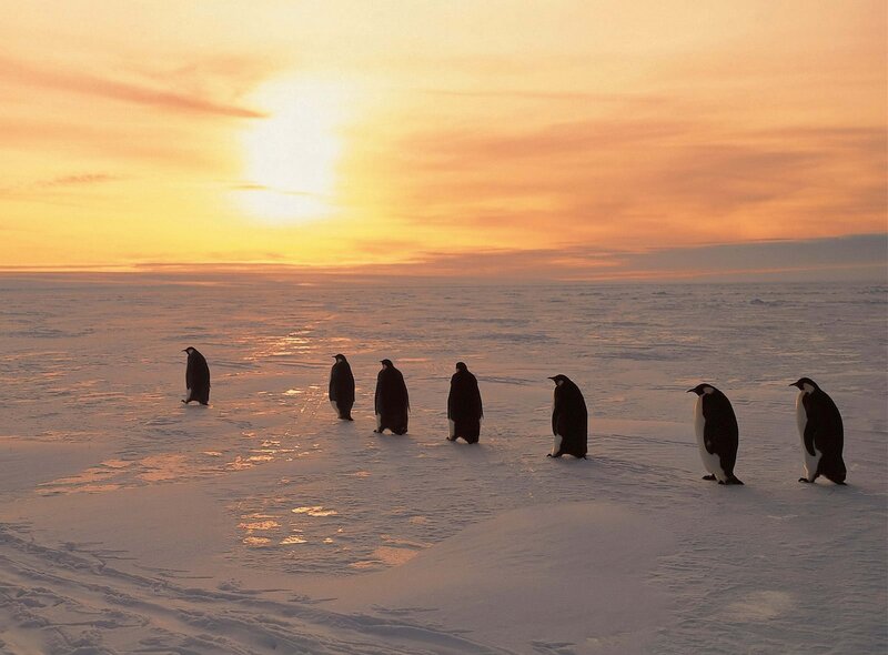 Penguins on the ice at sunset