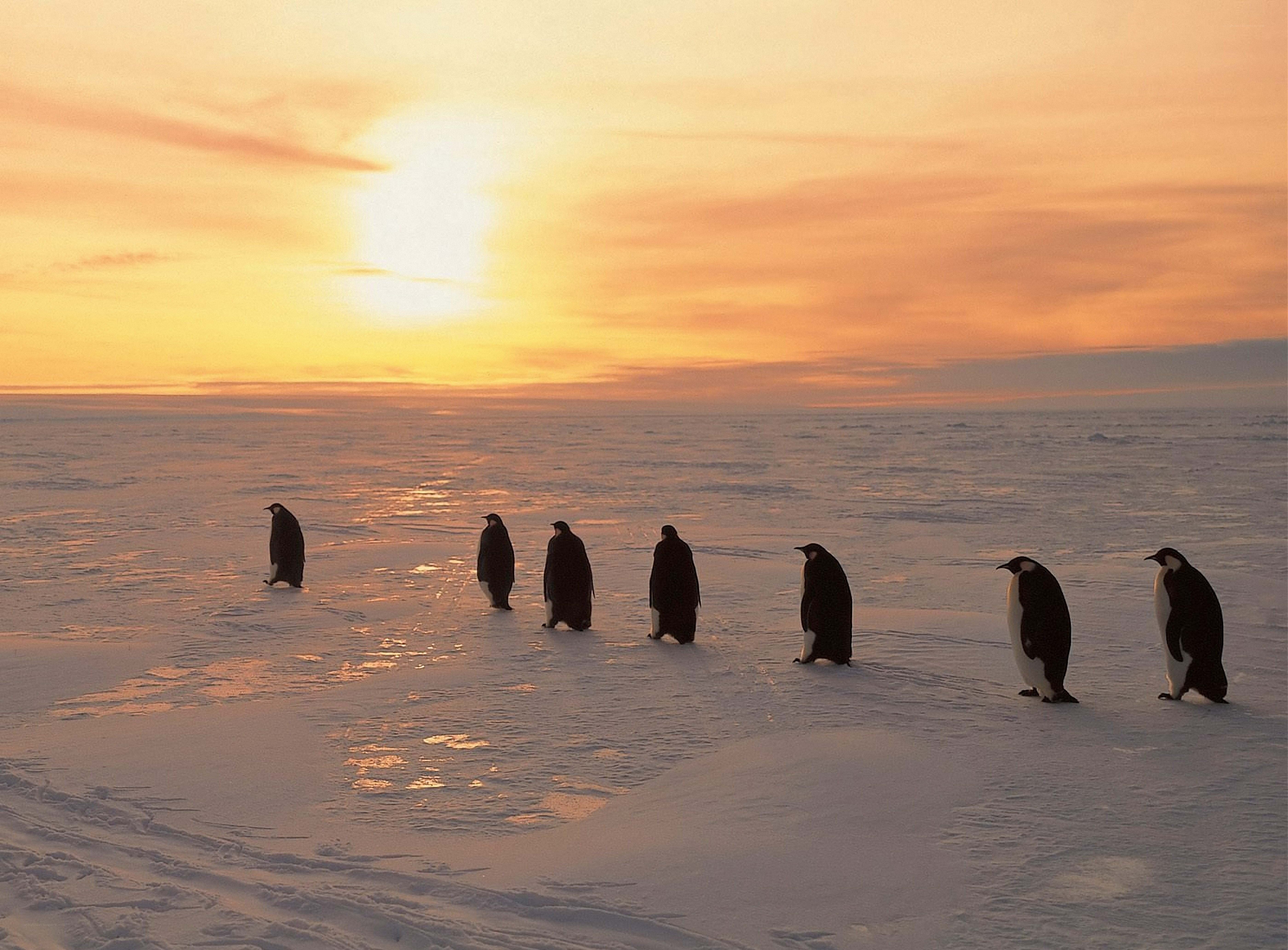 Penguins on the ice at sunset