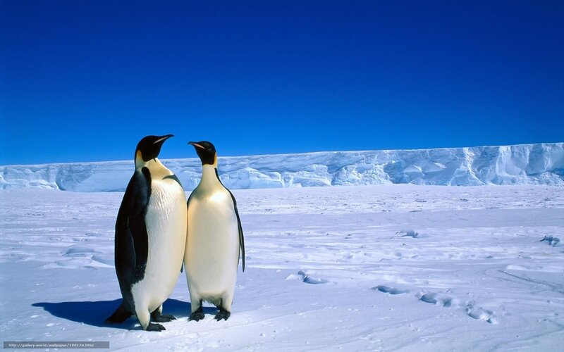 Penguins on the ice