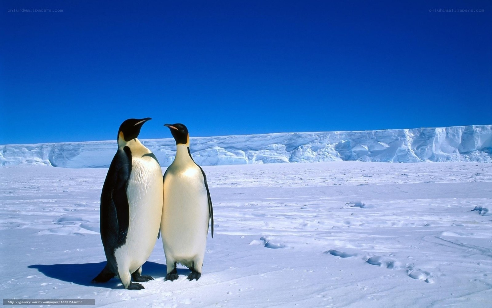 Penguins on the ice