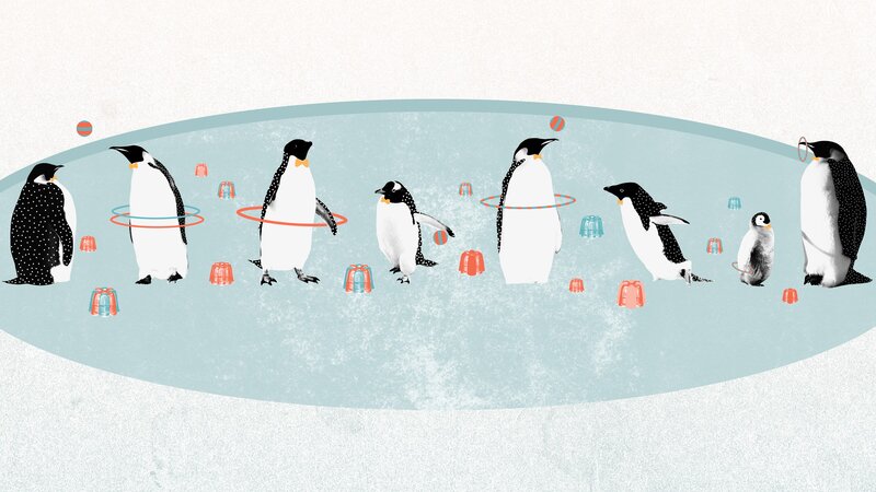 Penguins playing with hoops