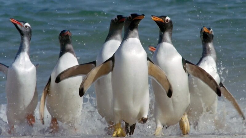 Penguins Running on Beach — White