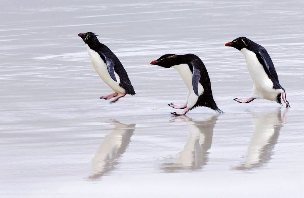Penguins running on wet sand