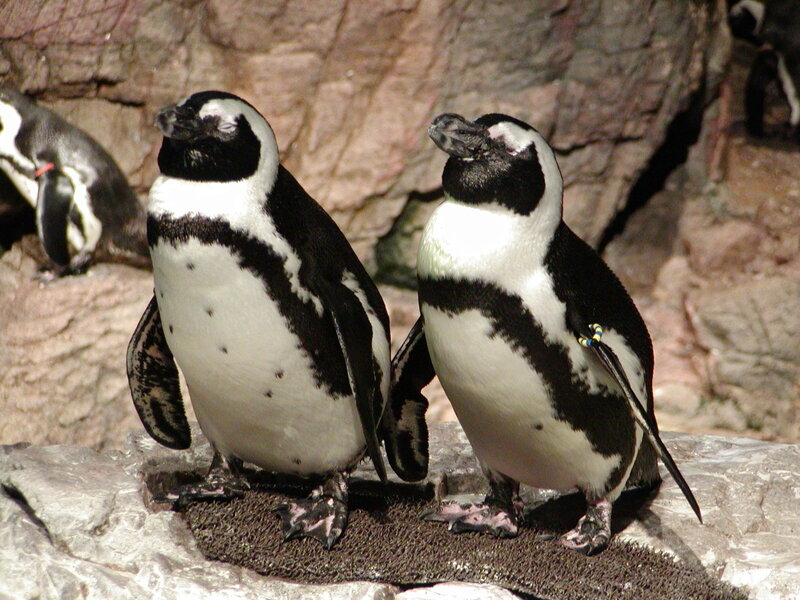 Penguins standing on rocks