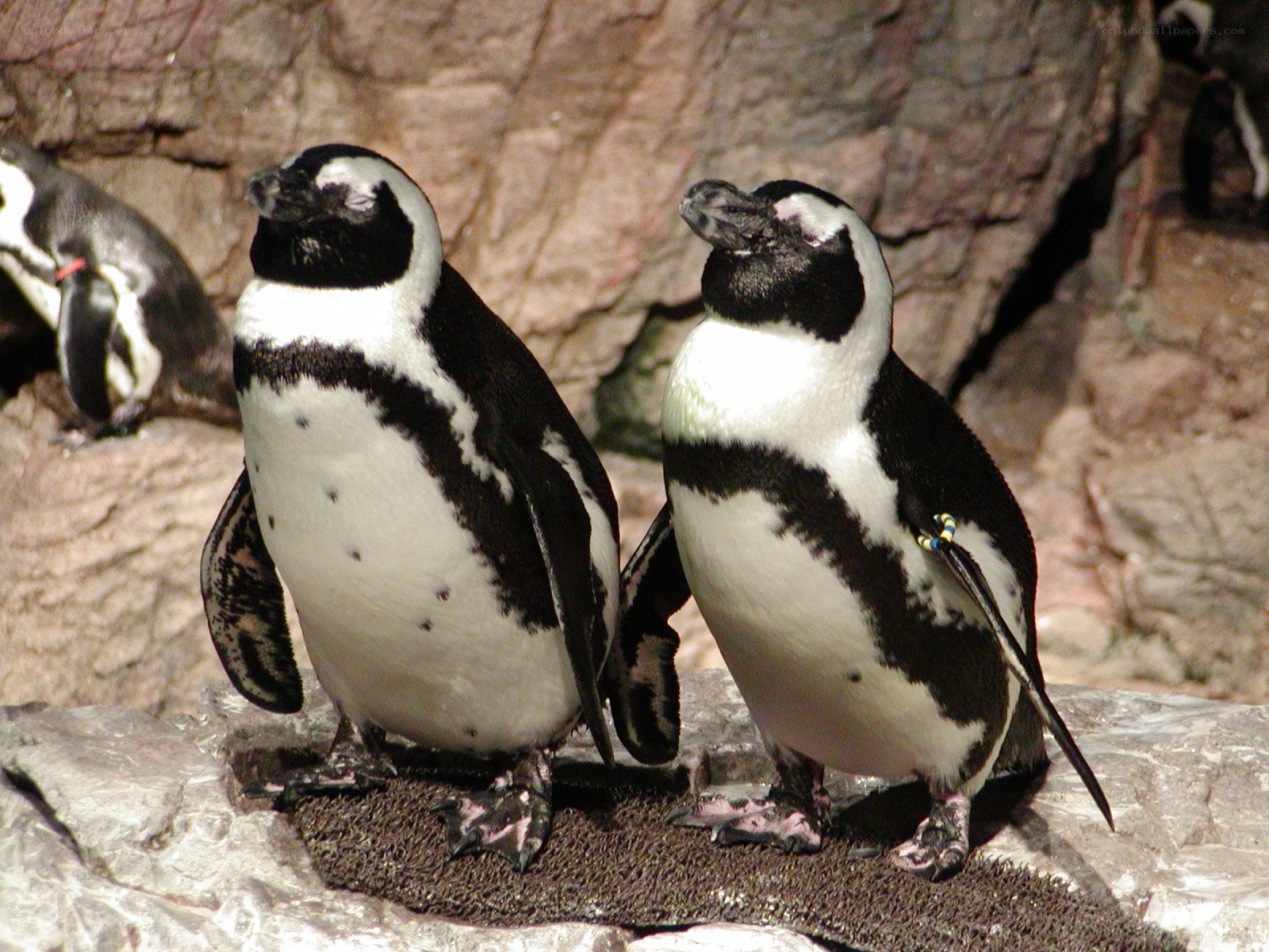 Penguins standing on rocks