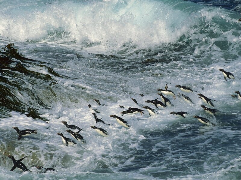Penguins swimming in ocean waves