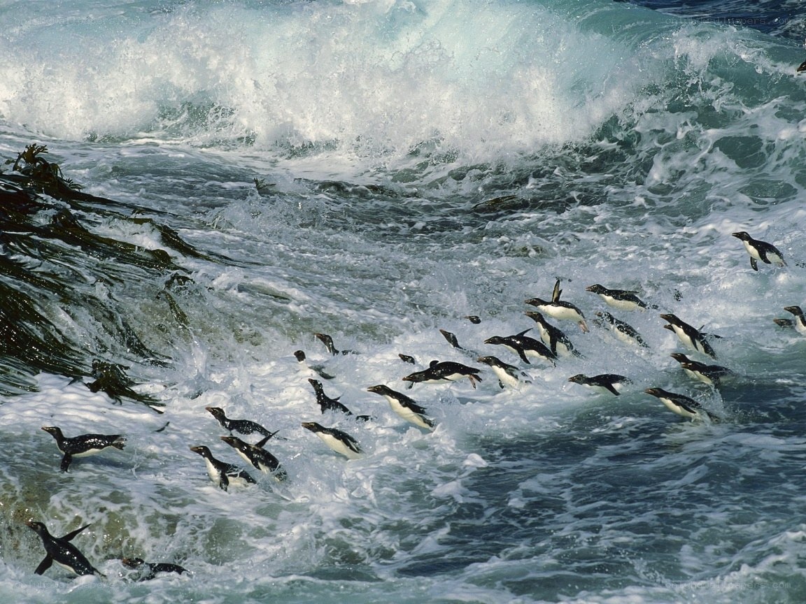 Penguins swimming in ocean waves