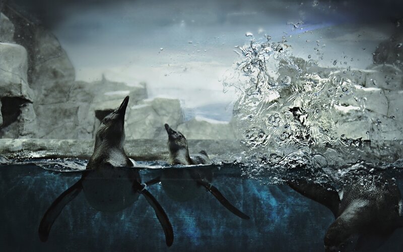 Penguins Swimming in Water — Blue