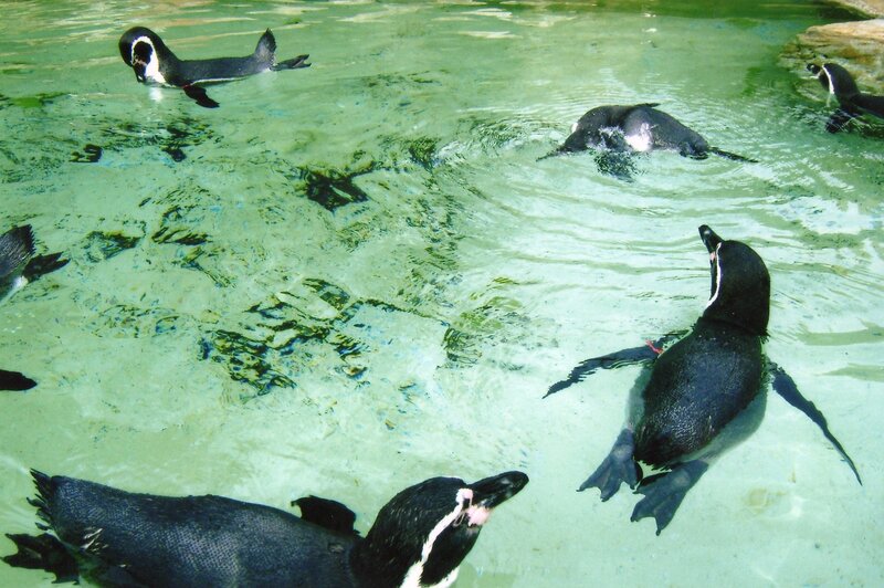 Penguins Swimming in Water — Green