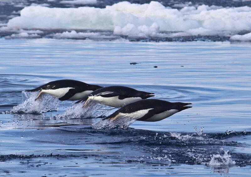 Penguins Swimming in Water