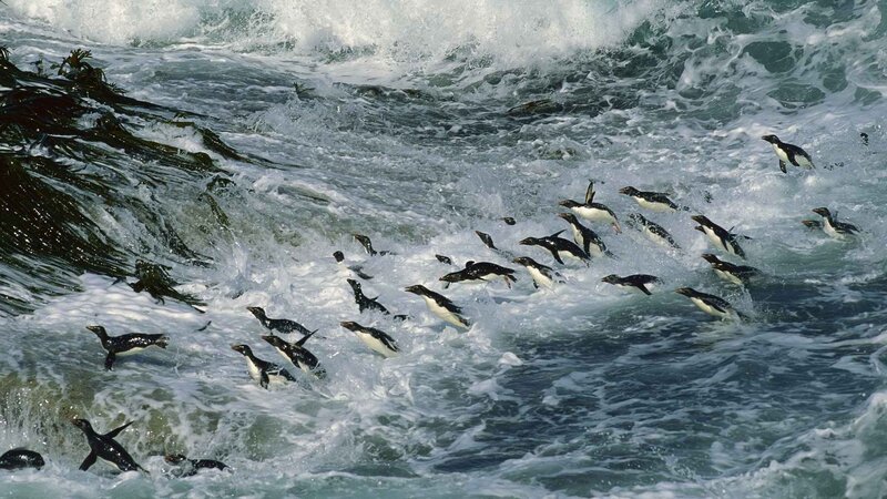 Penguins swimming in waves