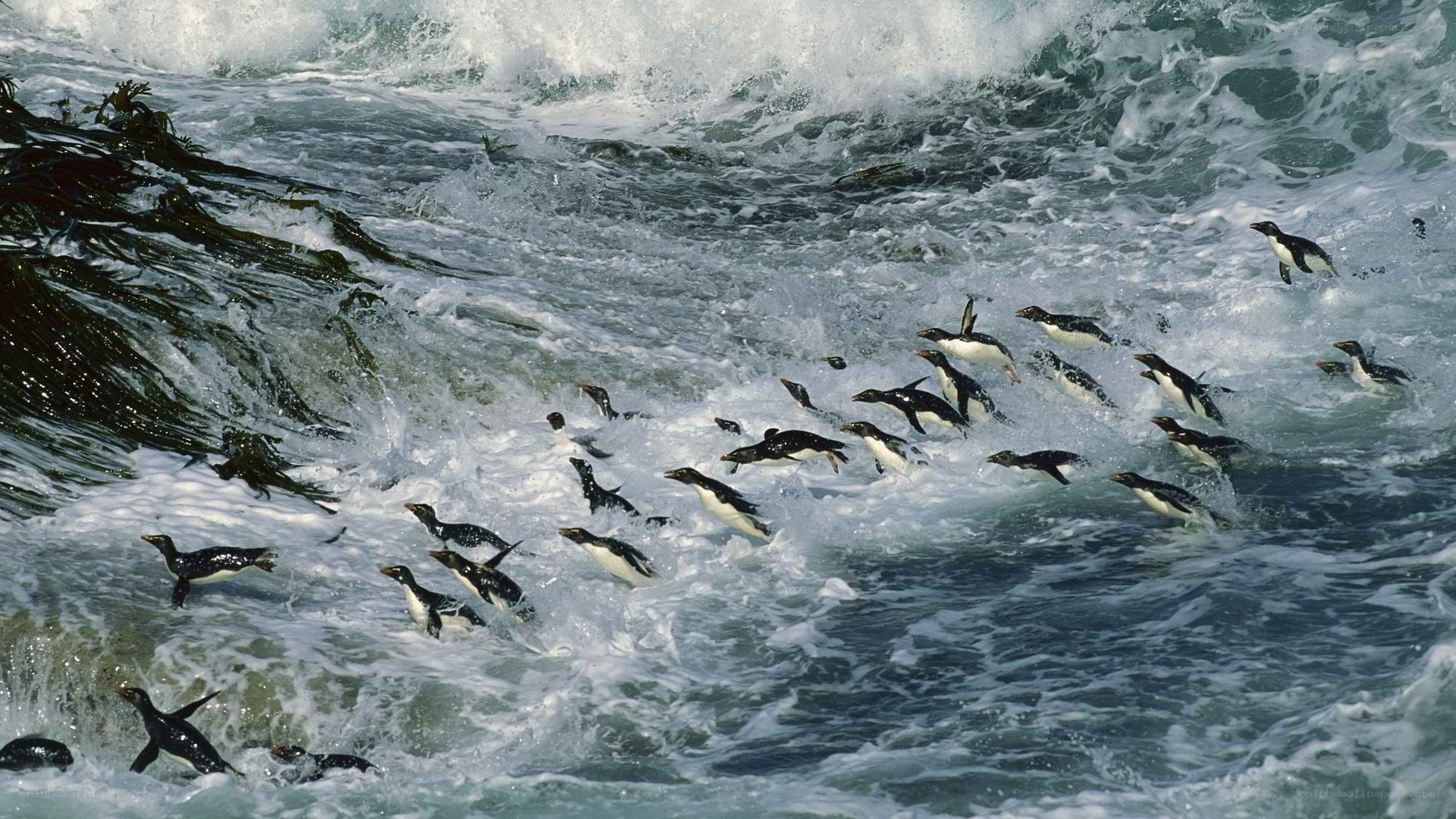 Penguins swimming in waves
