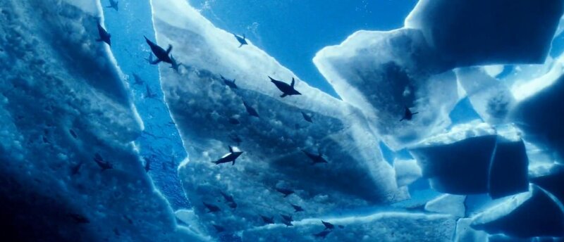 penguins swimming under ice
