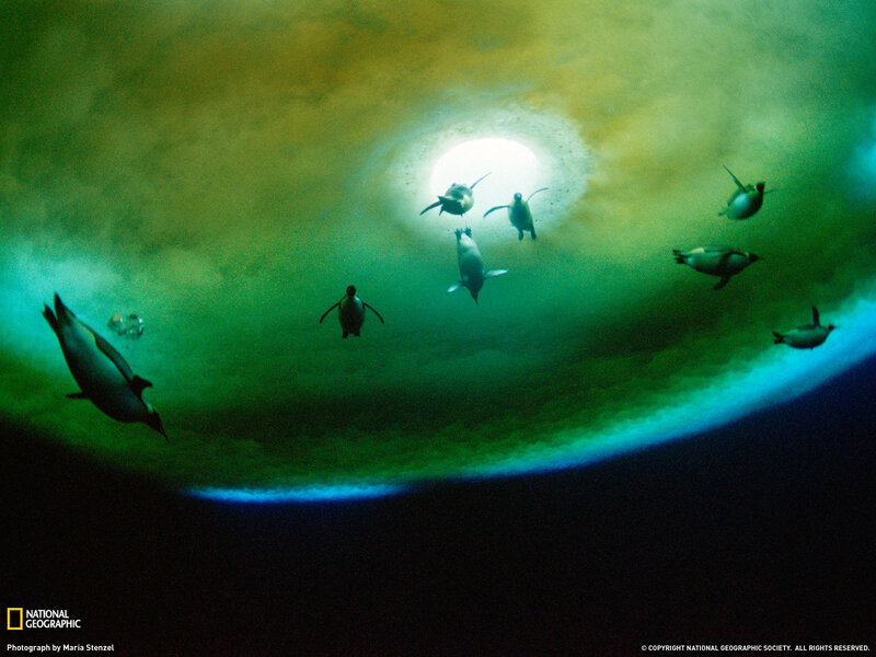 Penguins swimming under ice