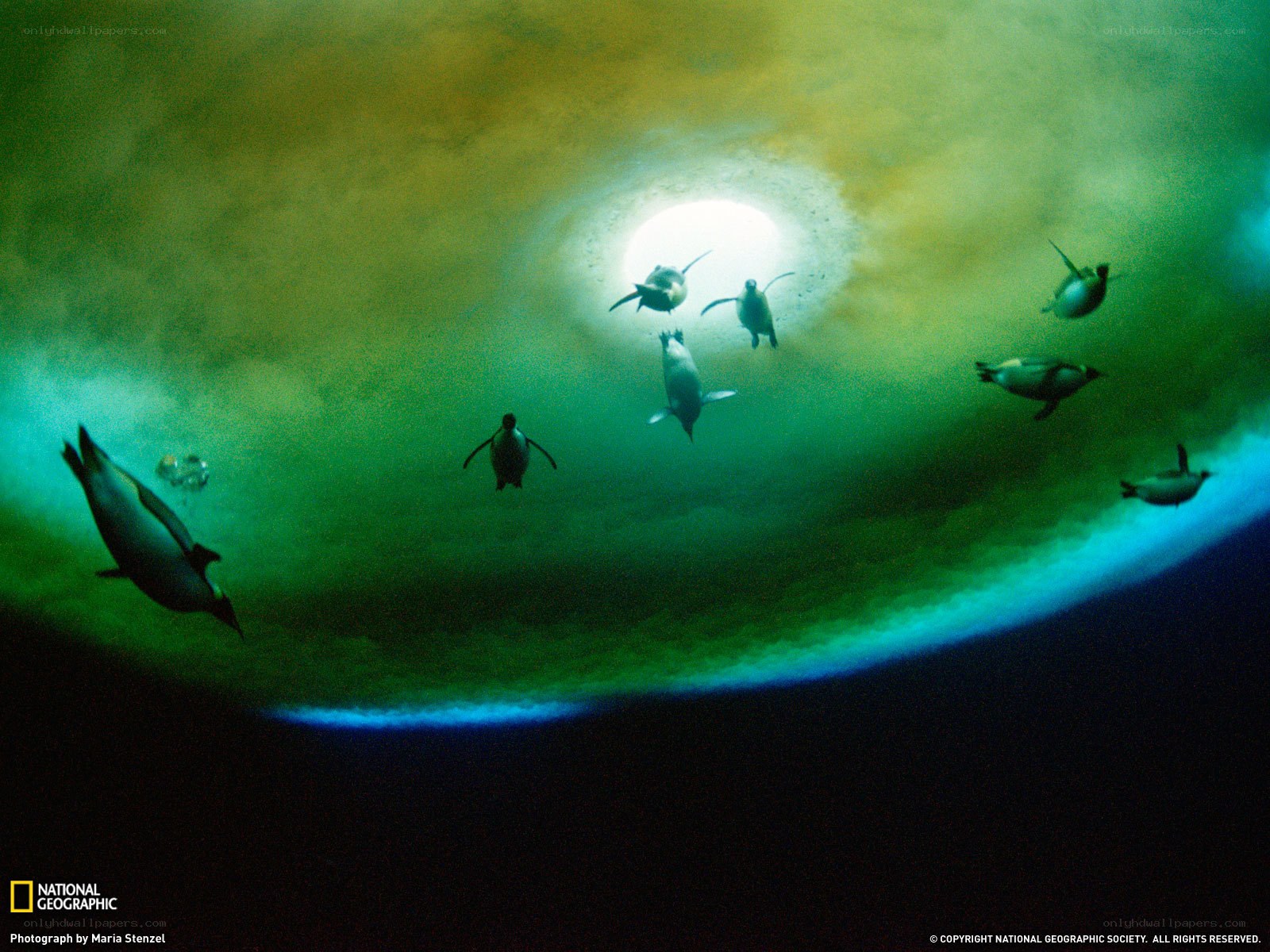 Penguins swimming under ice