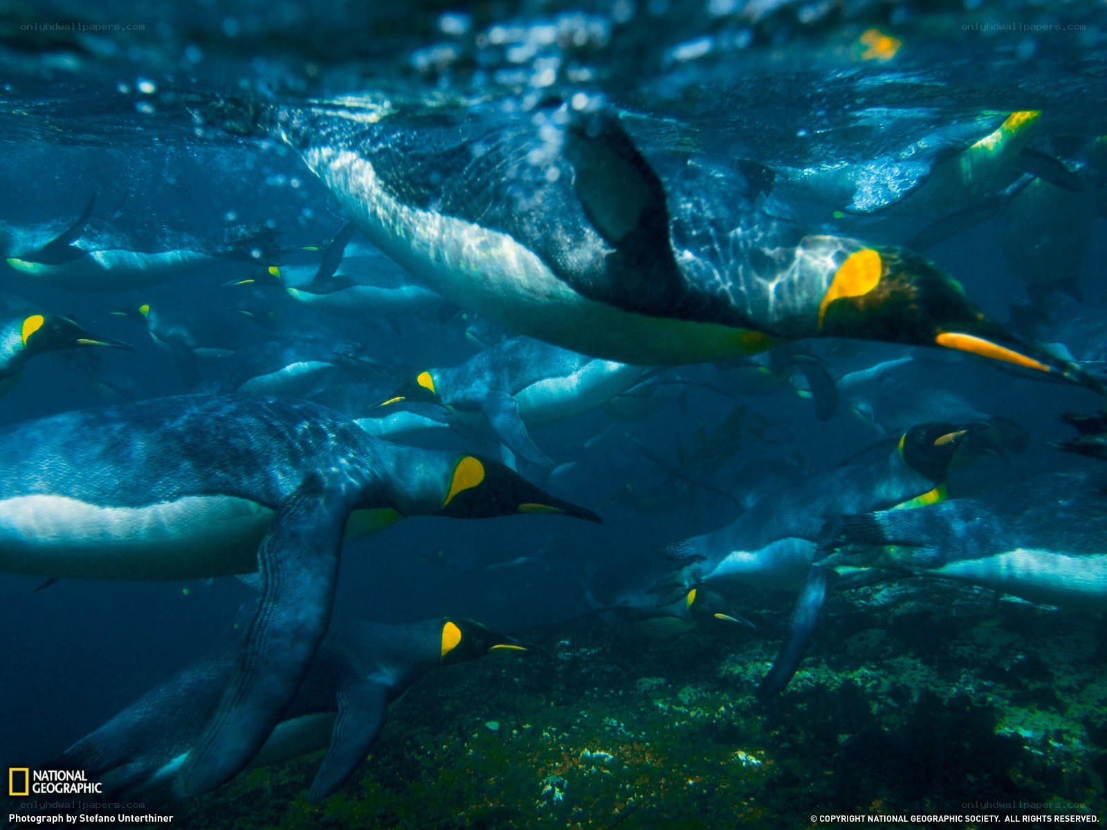 Penguins swimming underwater