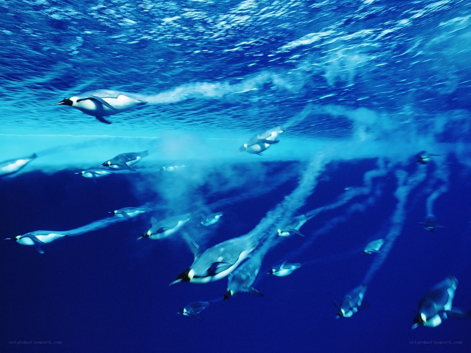 Penguins swimming underwater