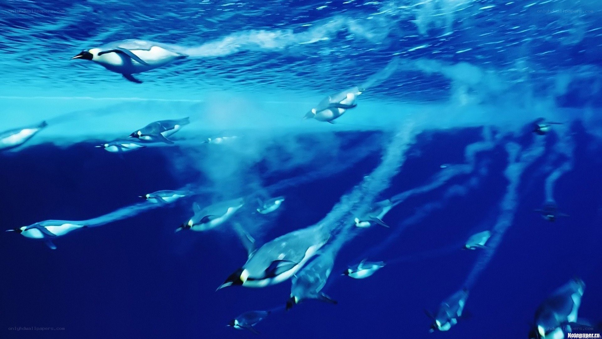Penguins swimming underwater