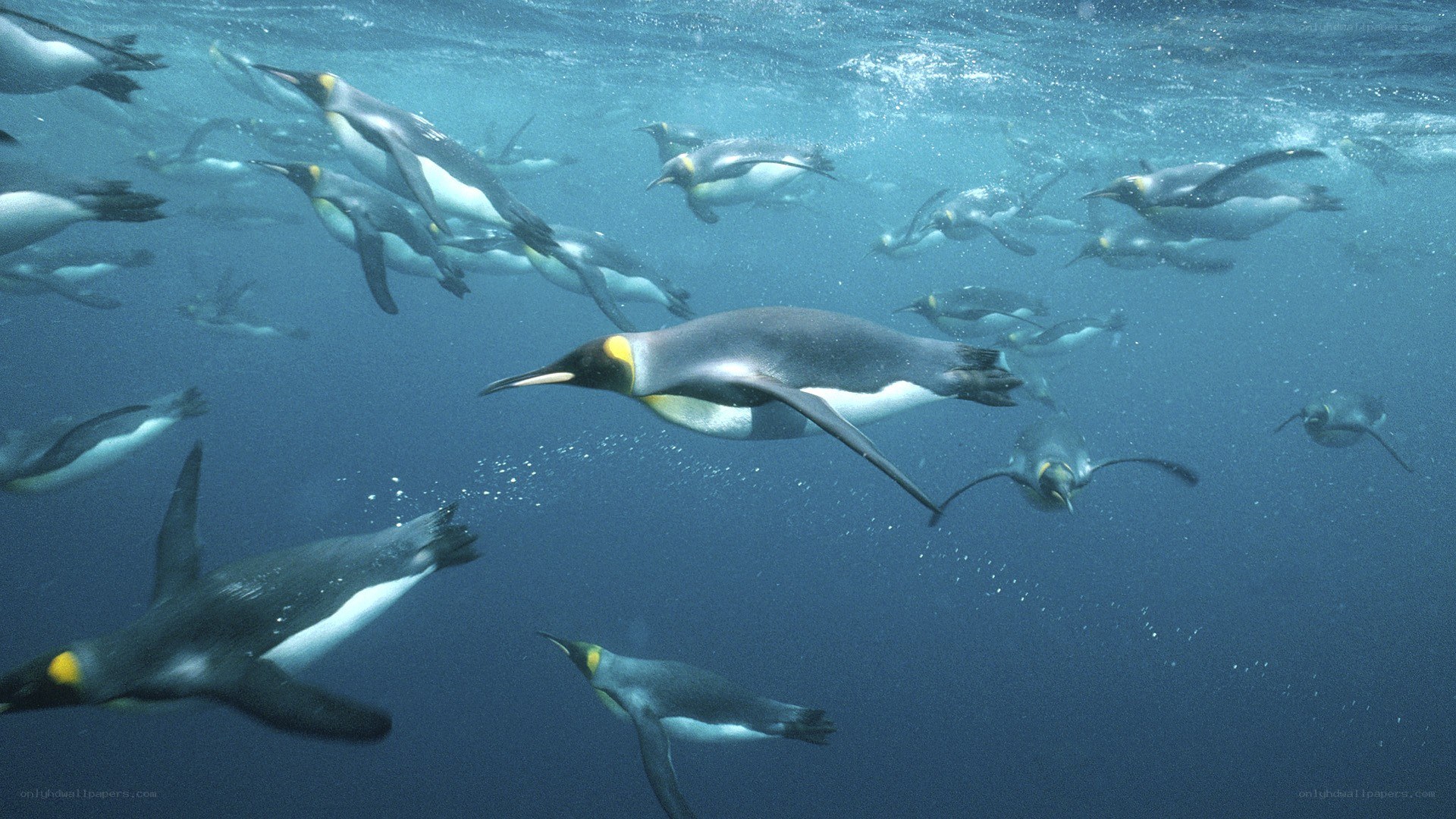 Penguins swimming underwater