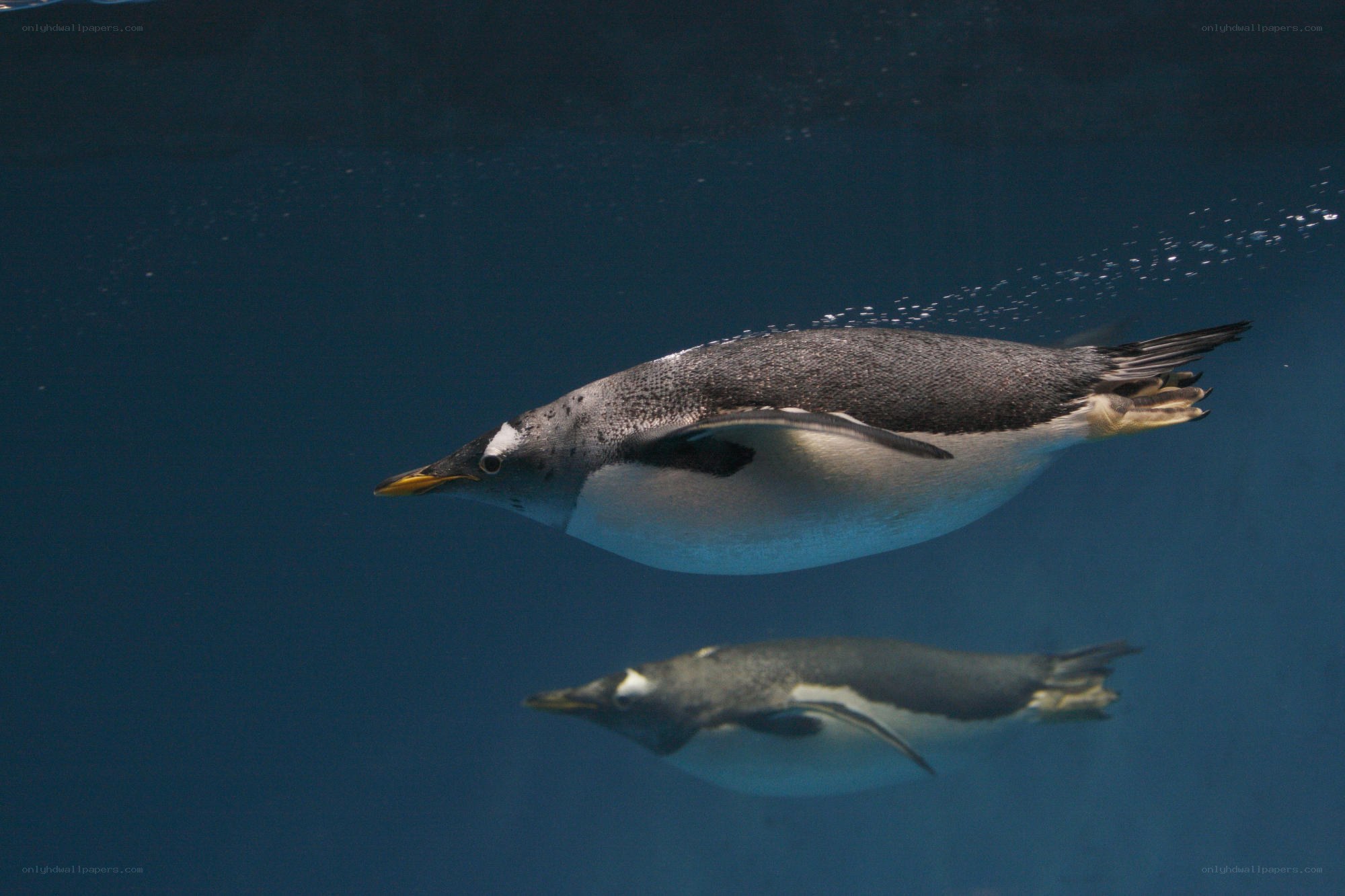 Penguins swimming underwater