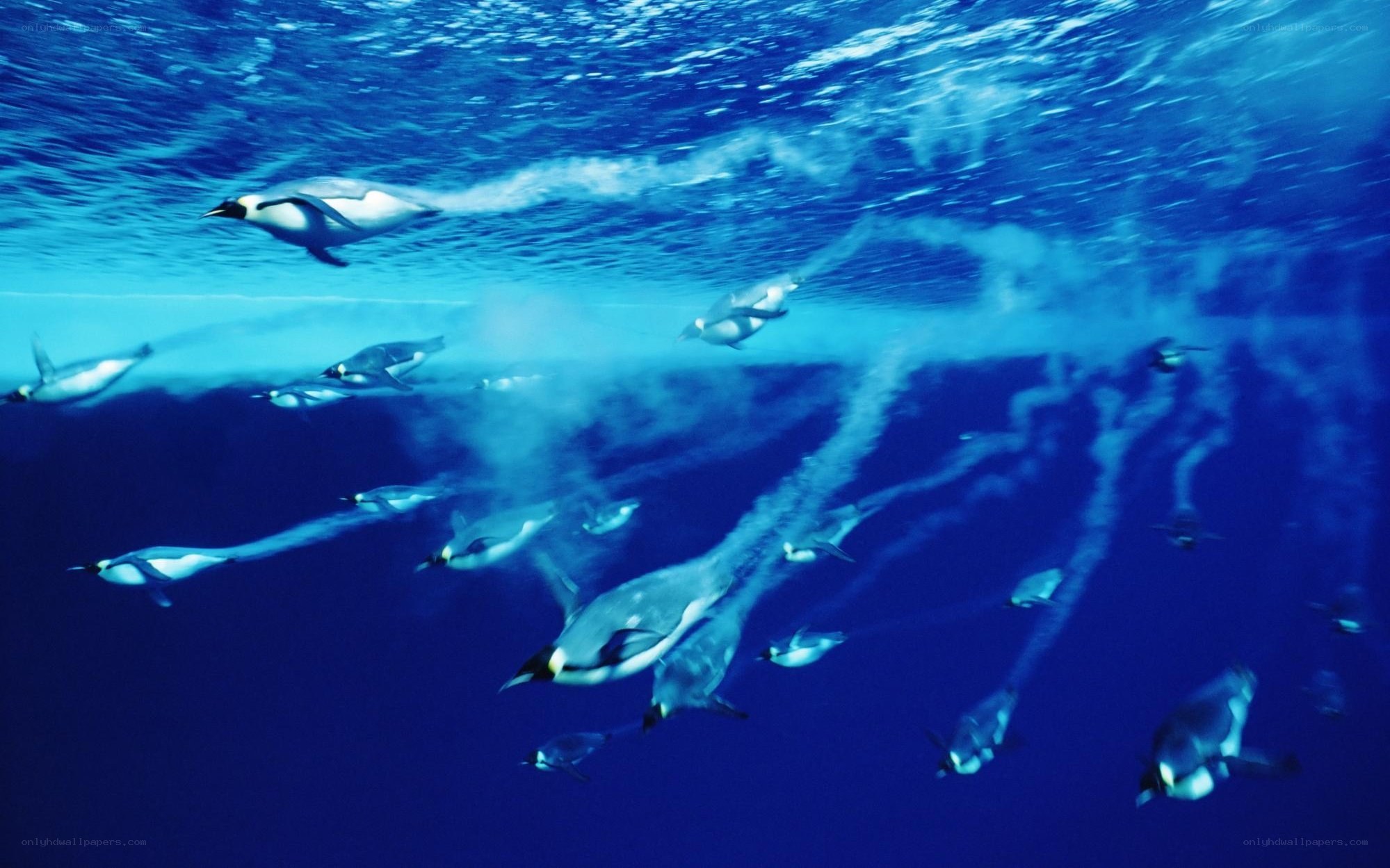 Penguins swimming underwater