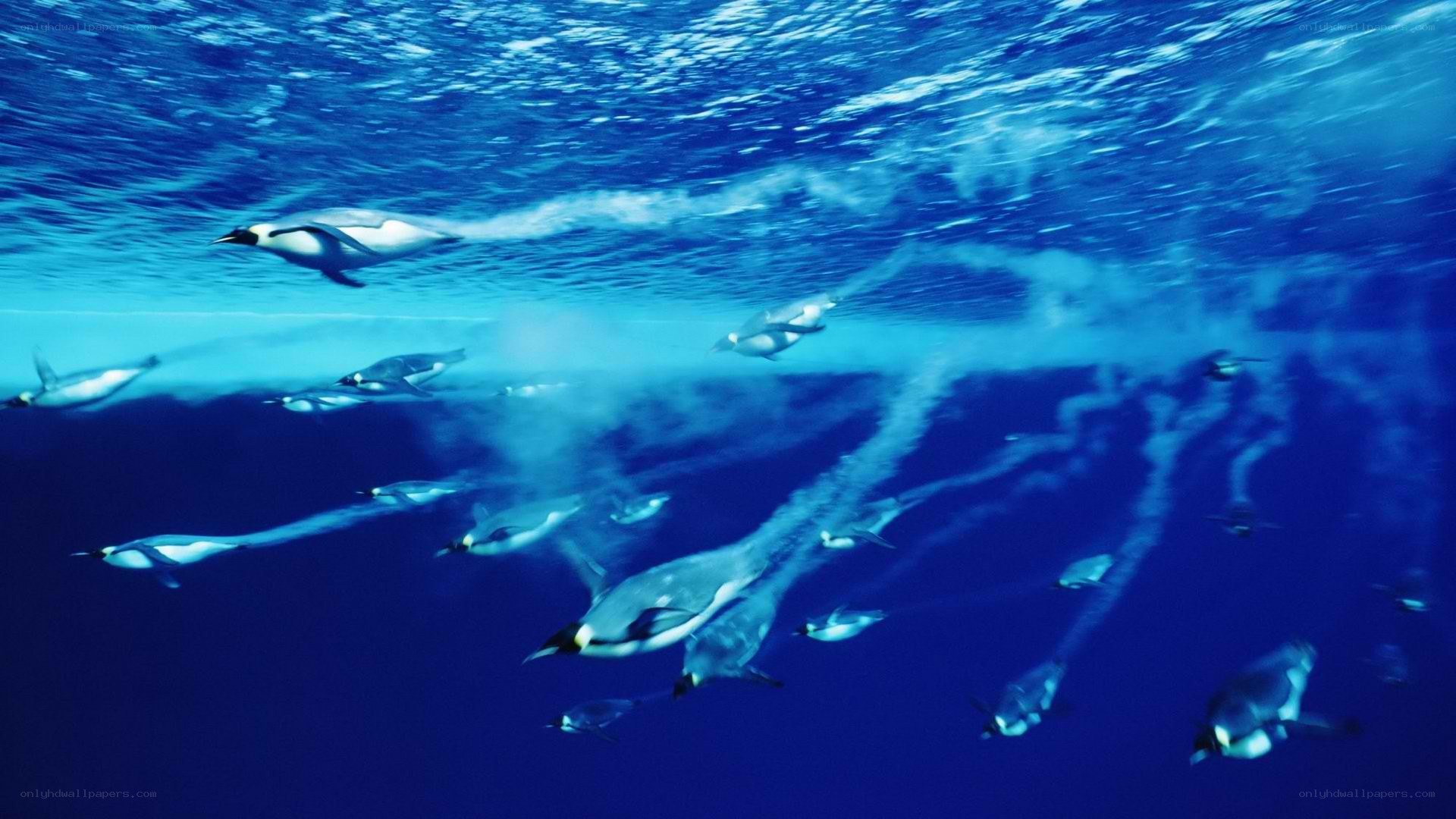 Penguins swimming underwater