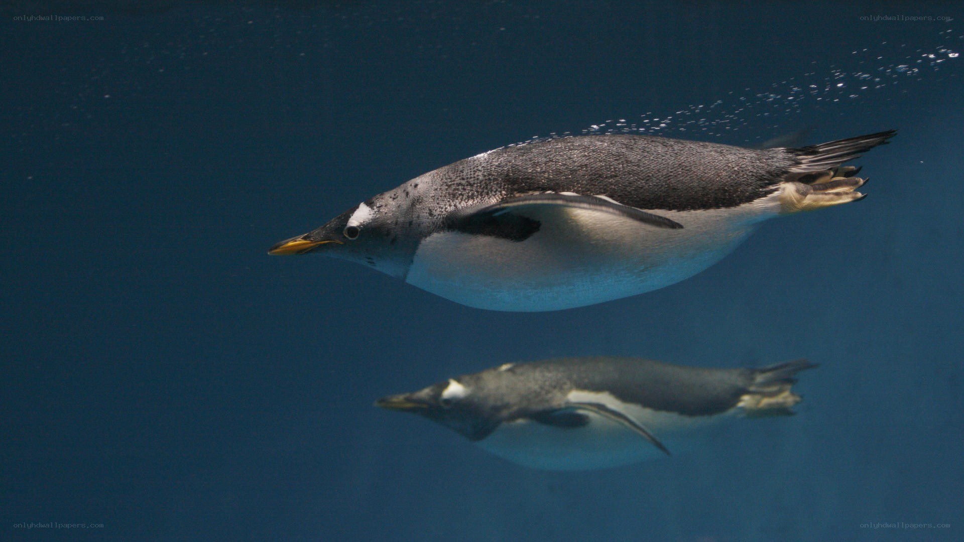 Penguins swimming underwater