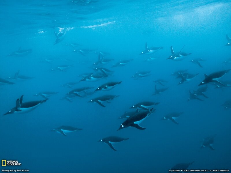 Penguins swimming underwater