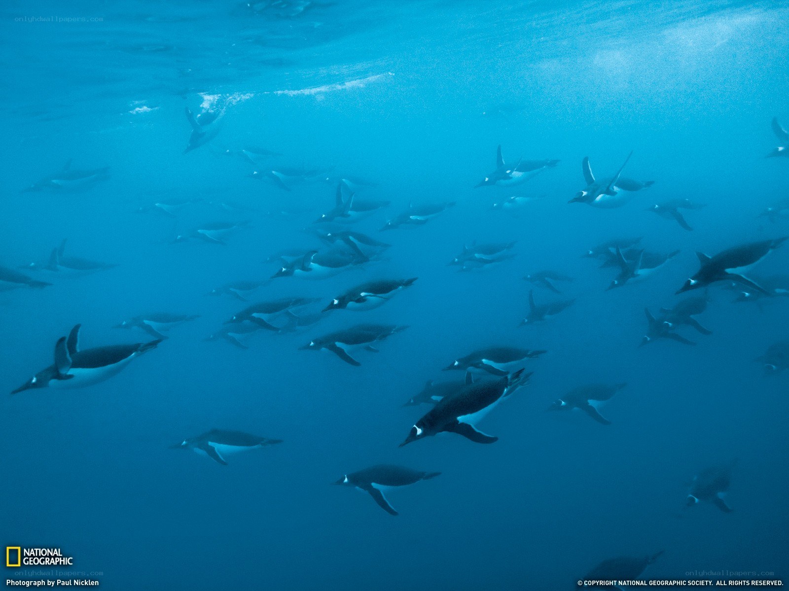 Penguins swimming underwater