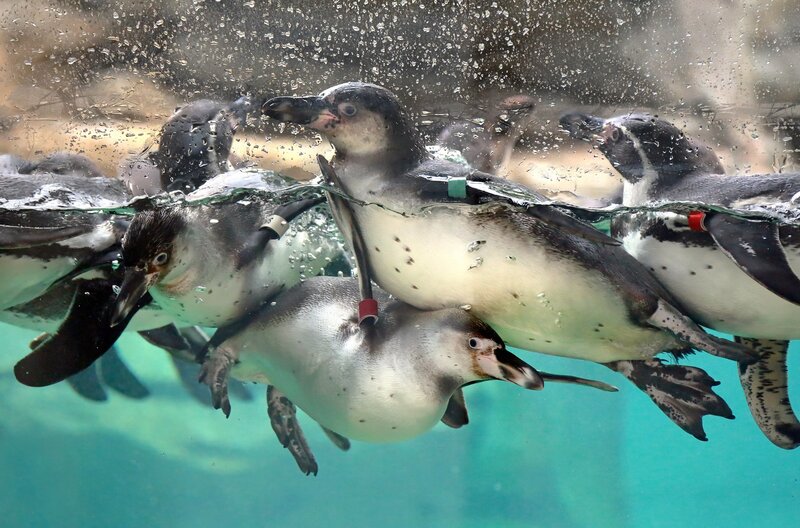 Penguins Swimming Underwater — Blue, Active