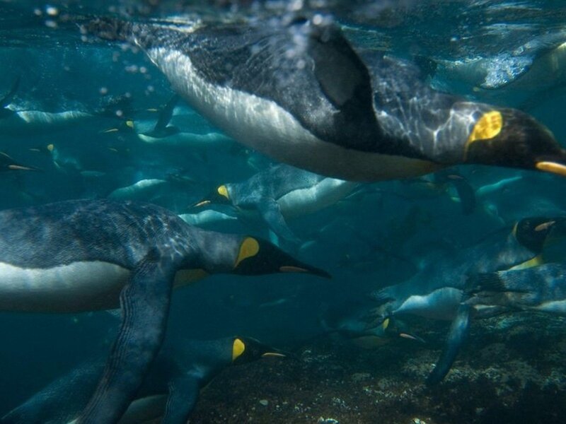 Penguins Swimming Underwater — Blue, Calm